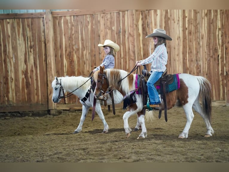 Inne kuce/małe konie Klacz 10 lat 104 cm Siwa in Valley Springs, SD