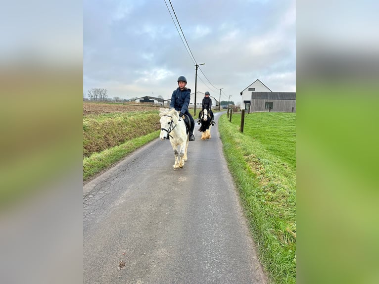 Inne kuce/małe konie Klacz 10 lat 127 cm Biała in Bogaarden