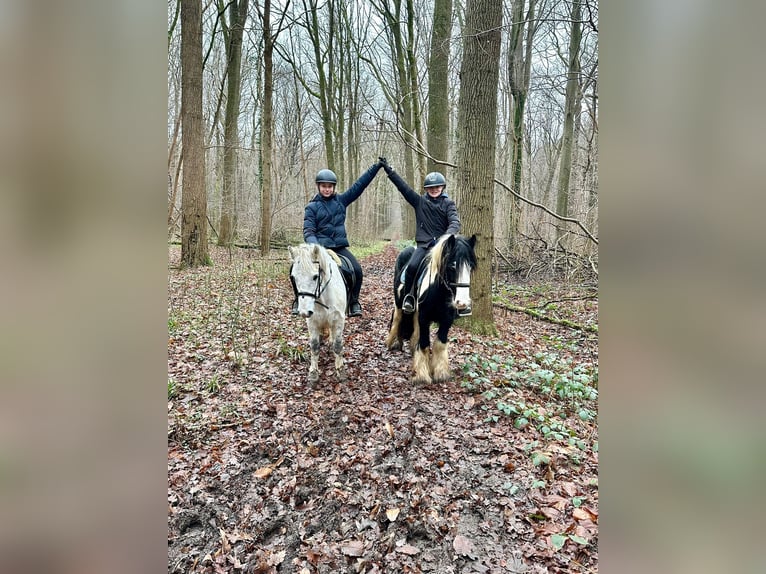 Inne kuce/małe konie Klacz 10 lat 127 cm Biała in Bogaarden