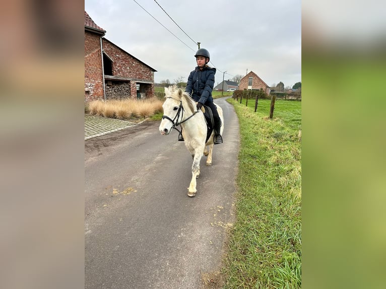 Inne kuce/małe konie Klacz 10 lat 127 cm Biała in Bogaarden