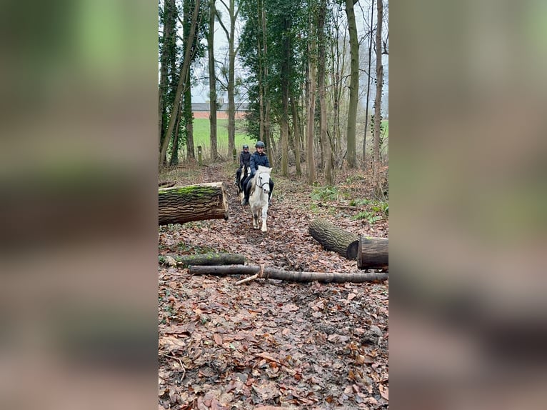 Inne kuce/małe konie Klacz 10 lat 127 cm Biała in Bogaarden