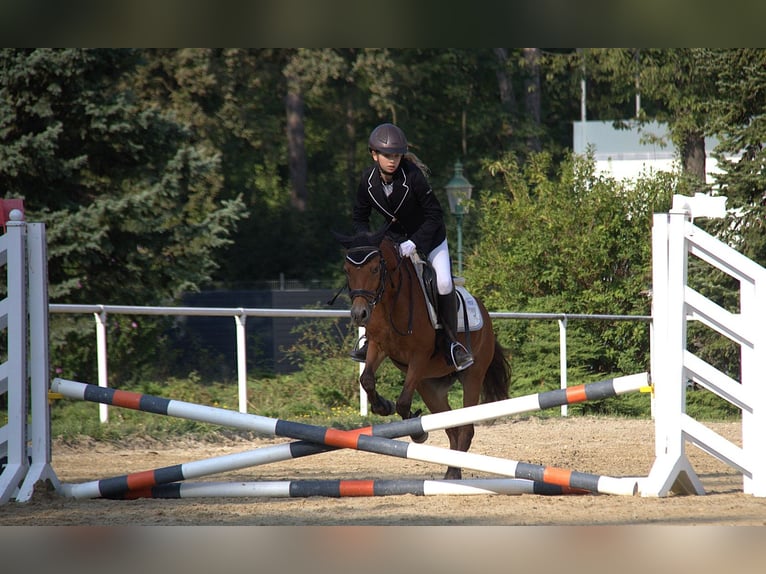 Inne kuce/małe konie Mix Klacz 10 lat 127 cm Gniada in Bad Vöslau