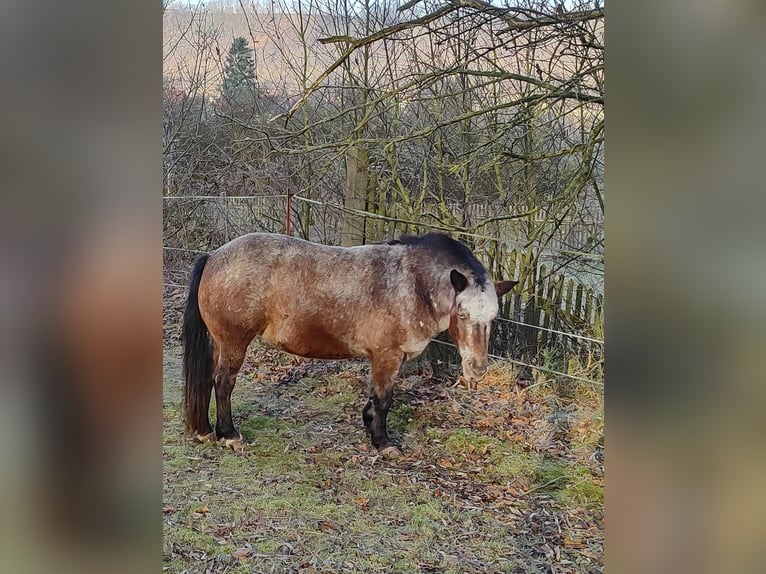 Inne kuce/małe konie Klacz 10 lat 130 cm Gniada in Freienorla