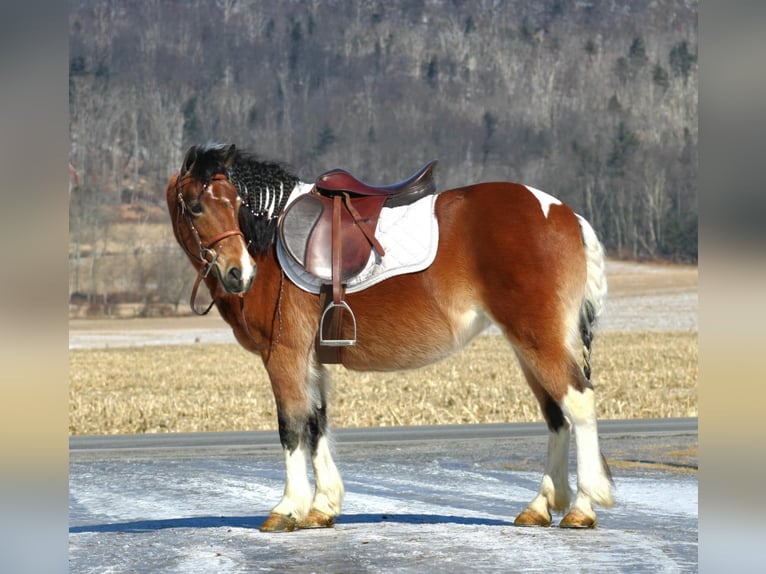 Inne kuce/małe konie Klacz 10 lat 130 cm in Rebersburg, PA