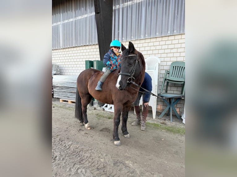 Inne kuce/małe konie Klacz 10 lat 140 cm Ciemnogniada in Soest