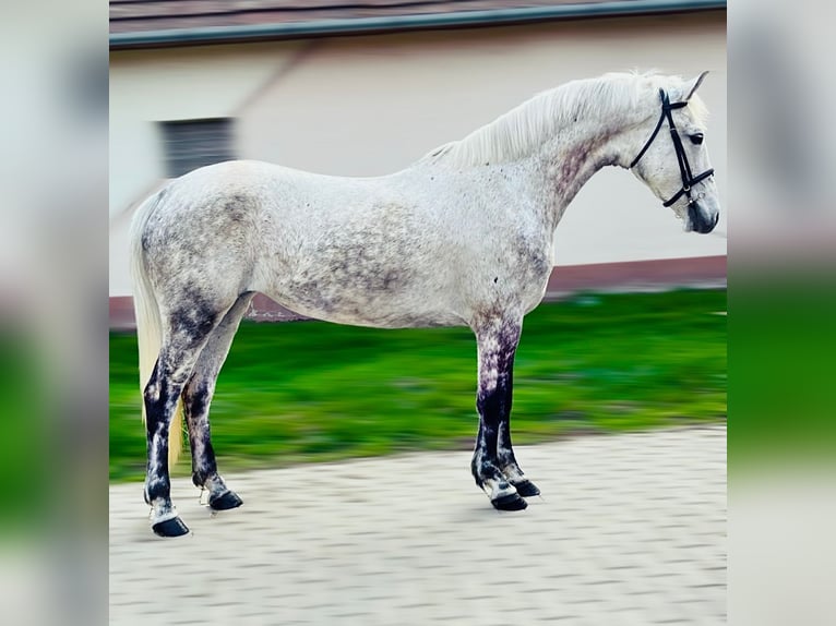 Inne kuce/małe konie Klacz 10 lat 145 cm Siwa in Deggendorf