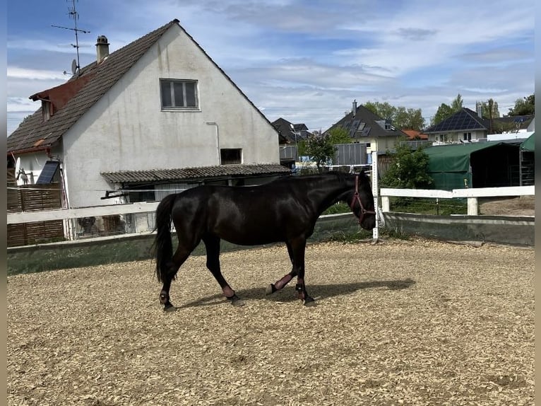 Inne kuce/małe konie Klacz 10 lat 148 cm Kara in München-Aubing