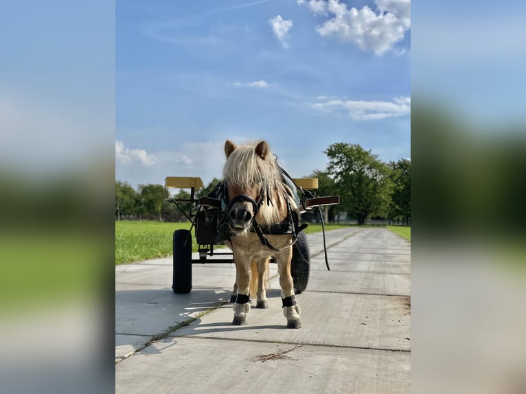 Inne kuce/małe konie Klacz 10 lat 90 cm Jasnogniada in Opheusden