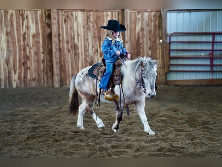 Inne kuce/małe konie Klacz 11 lat 91 cm in Valley Springs, SD