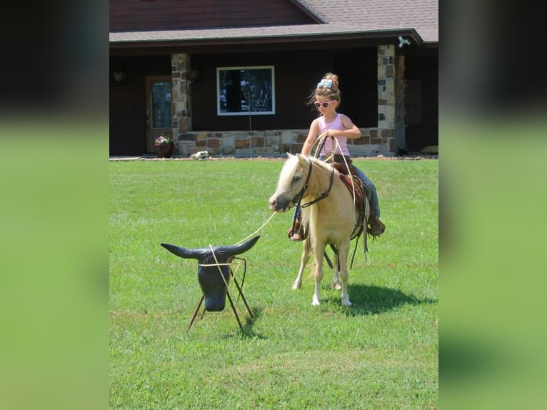 Inne kuce/małe konie Klacz 11 lat 99 cm Izabelowata in Carthage, TX