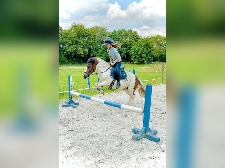 Inne kuce/małe konie Mix Klacz 12 lat 115 cm Srokata in Wiefelstede