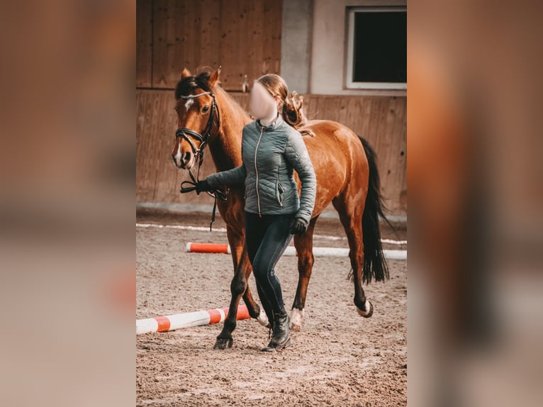 Inne kuce/małe konie Klacz 12 lat 139 cm Gniada in Renchen