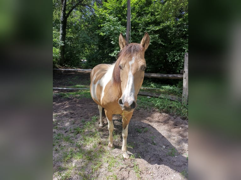 Inne kuce/małe konie Mix Klacz 12 lat 140 cm Srokata in Weilheim an der Teck