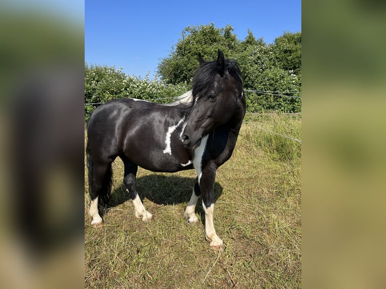 Inne kuce/małe konie Mix Klacz 12 lat 142 cm Srokata in Niefern-Öschelbronn