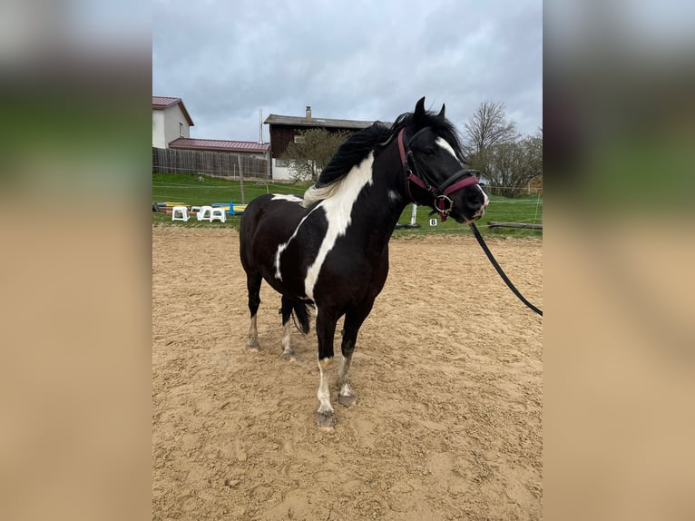 Inne kuce/małe konie Mix Klacz 12 lat 142 cm Srokata in Niefern-Öschelbronn