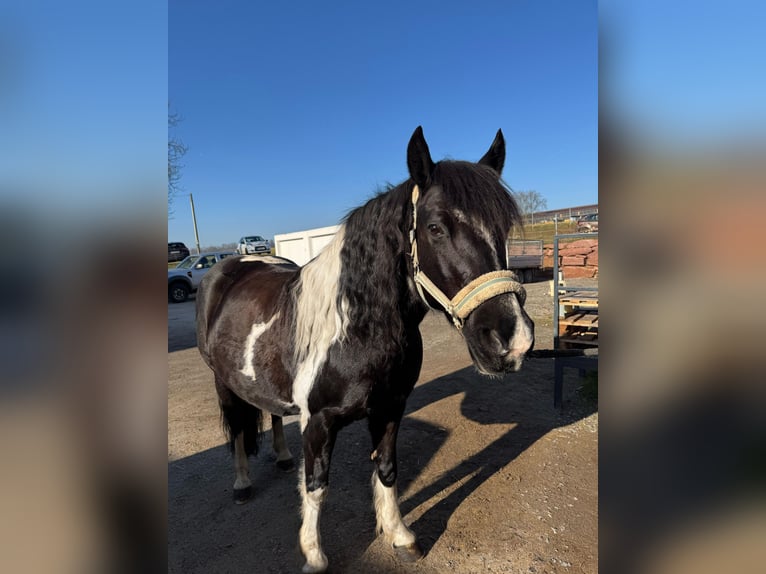 Inne kuce/małe konie Mix Klacz 12 lat 142 cm Srokata in Niefern-Öschelbronn