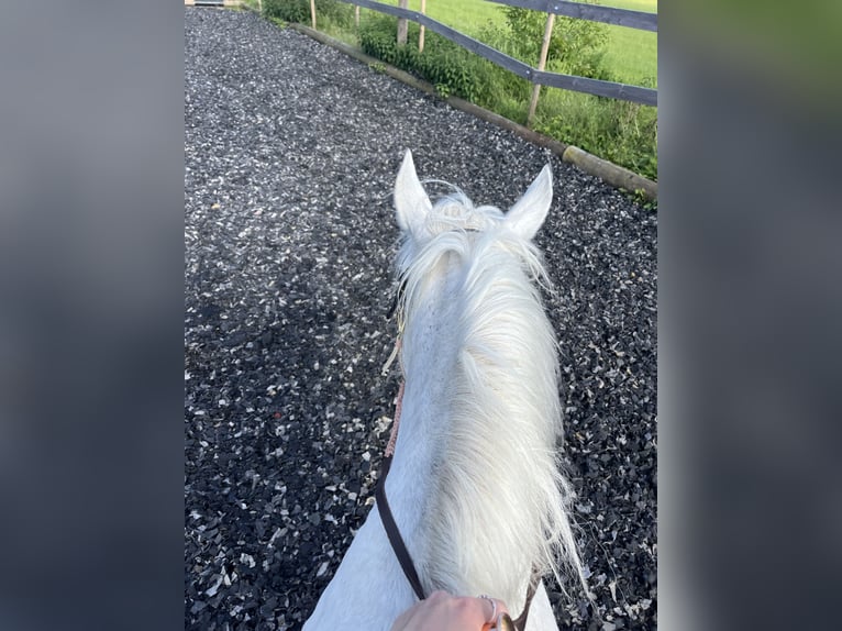 Inne kuce/małe konie Mix Klacz 12 lat 143 cm Siwa in Neuhausen