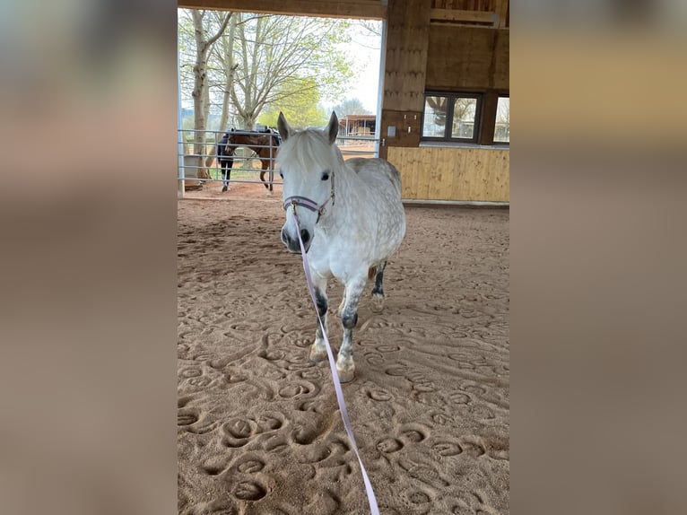 Inne kuce/małe konie Mix Klacz 12 lat 143 cm Siwa in Neuhausen