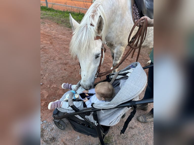 Inne kuce/małe konie Mix Klacz 12 lat 143 cm Siwa in Neuhausen