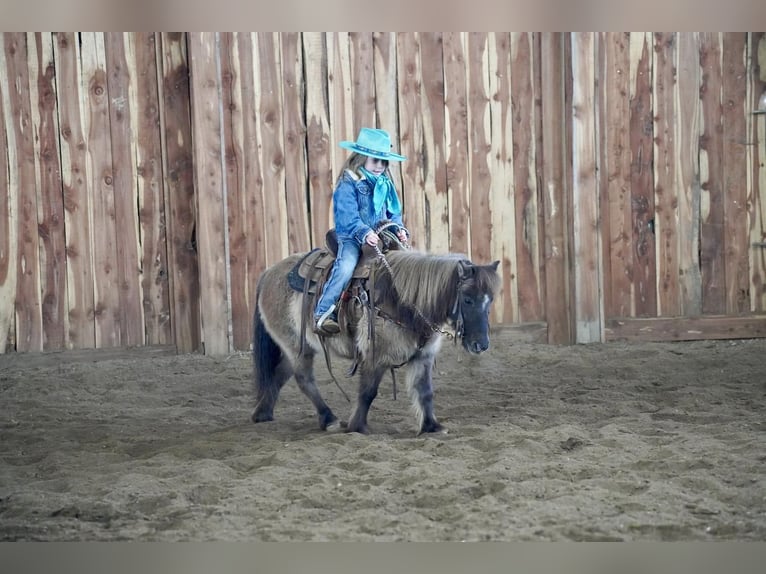 Inne kuce/małe konie Klacz 12 lat 89 cm Grullo in Valley Springs, SD