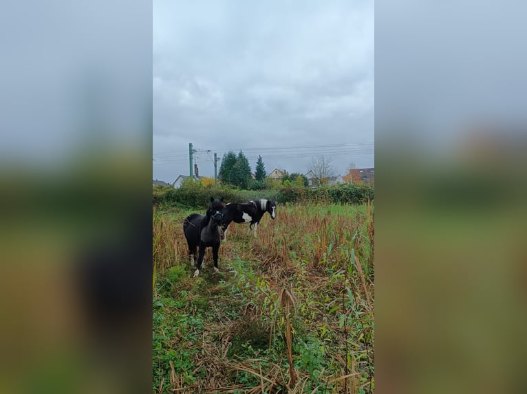 Inne kuce/małe konie Klacz 13 lat 128 cm Ciemnogniada in Rülzheim