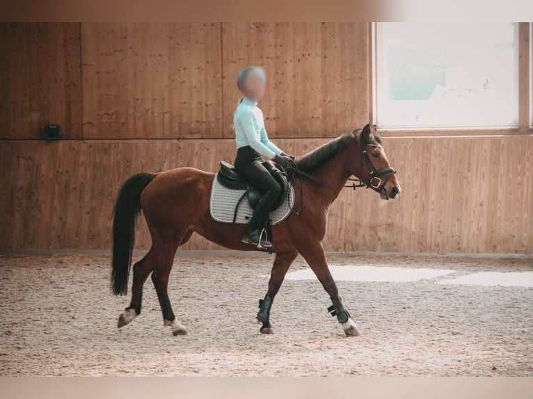 Inne kuce/małe konie Klacz 13 lat 139 cm Gniada in Renchen