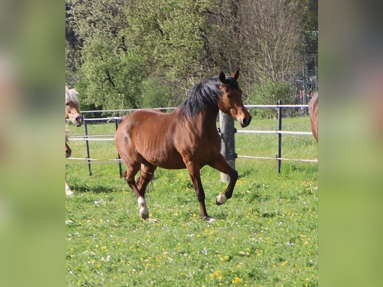 Inne kuce/małe konie Klacz 13 lat 150 cm Gniada in Kirchbichl