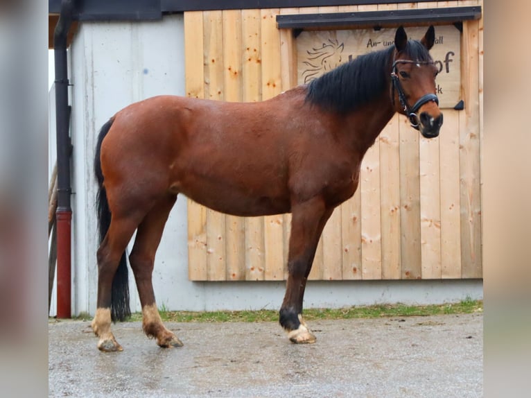 Inne kuce/małe konie Klacz 13 lat 150 cm Gniada in Kirchbichl