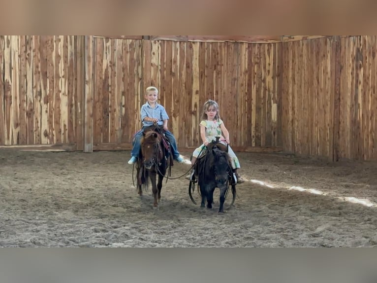 Inne kuce/małe konie Klacz 13 lat 86 cm Cisawa in Valley Springs, SD