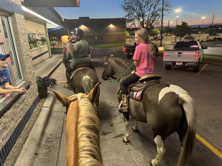 Inne kuce/małe konie Klacz 14 lat 140 cm Tobiano wszelkich maści in Hastings, MN