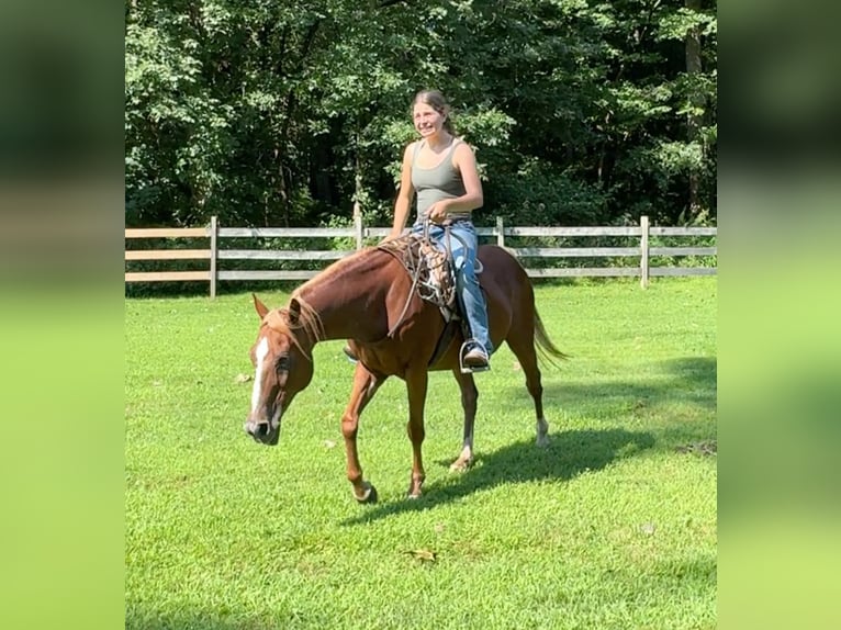 Inne kuce/małe konie Klacz 14 lat 145 cm Ciemnokasztanowata in Granby, CT