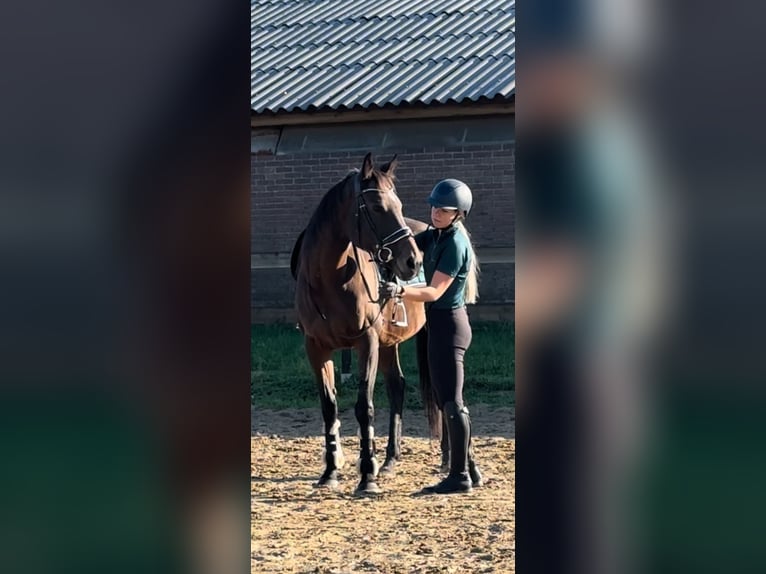 Inne kuce/małe konie Klacz 14 lat 165 cm Gniada in Beek