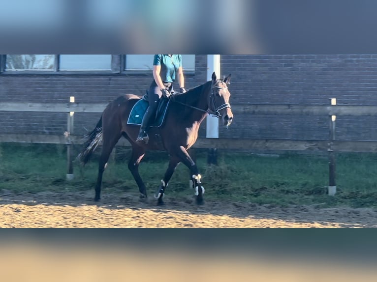 Inne kuce/małe konie Klacz 14 lat 165 cm Gniada in Beek