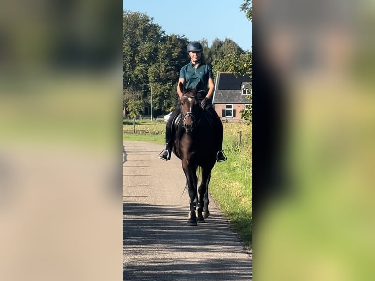 Inne kuce/małe konie Klacz 14 lat 165 cm Gniada in Beek