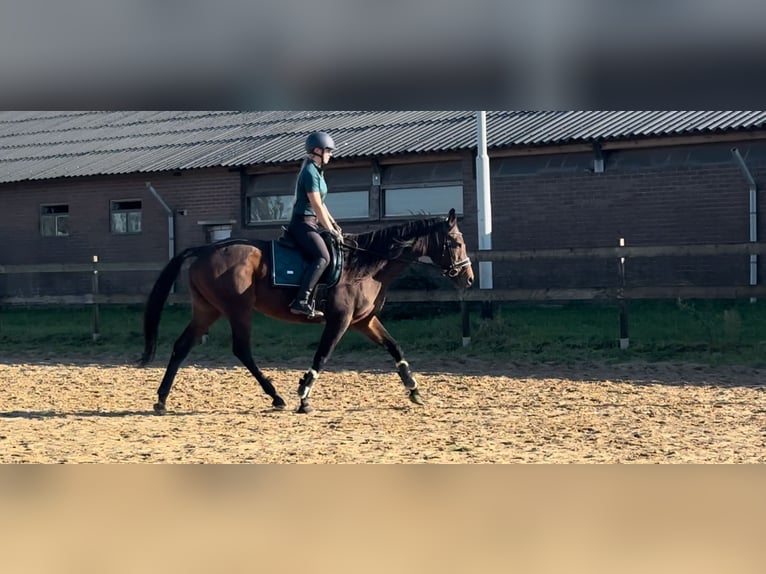 Inne kuce/małe konie Klacz 14 lat 165 cm Gniada in Beek