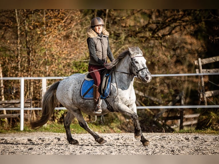 Inne kuce/małe konie Klacz 15 lat 135 cm Siwa in Velden