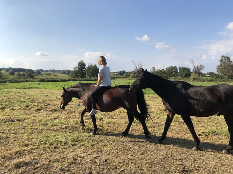 Inne kuce/małe konie Klacz 15 lat 150 cm Gniada in Buttenwiesen