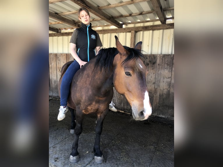 Inne kuce/małe konie Klacz 15 lat 150 cm Gniada in Buttenwiesen