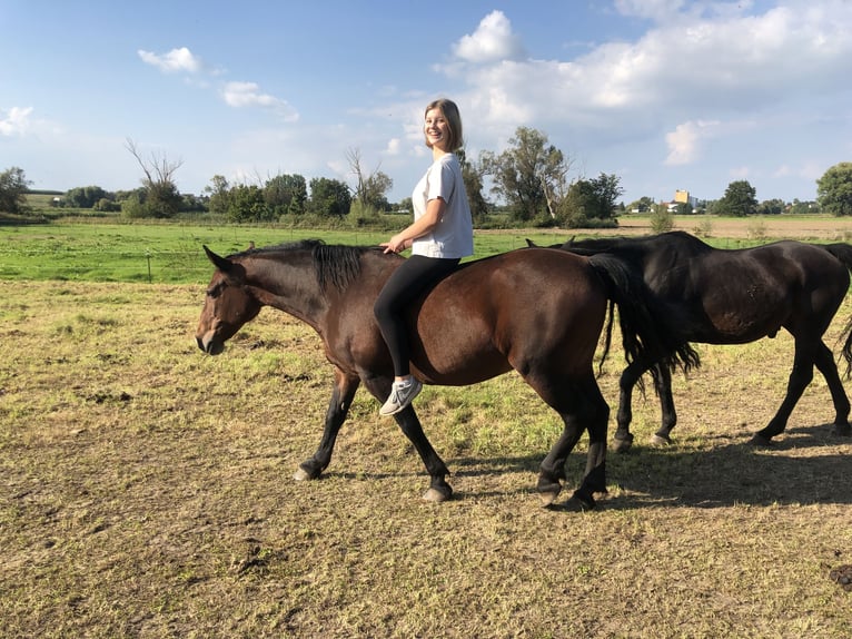 Inne kuce/małe konie Klacz 15 lat 150 cm Gniada in Buttenwiesen