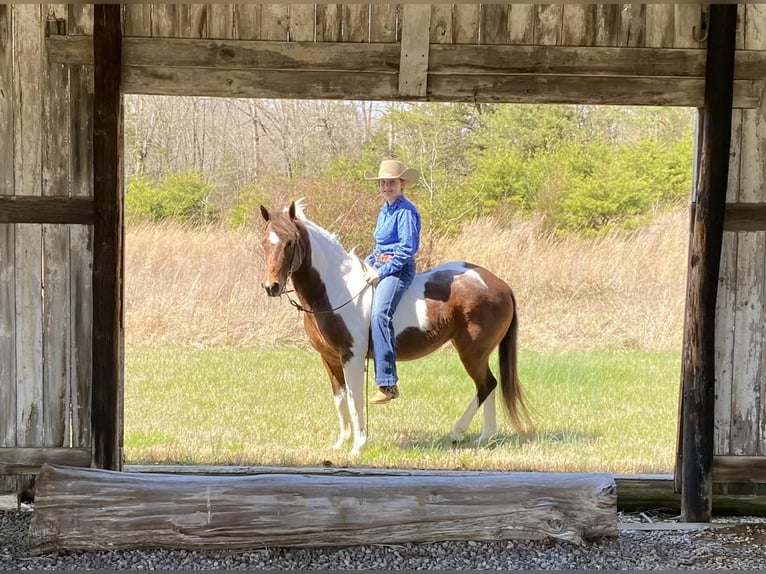 Inne kuce/małe konie Klacz 16 lat 135 cm in Princeton, KY