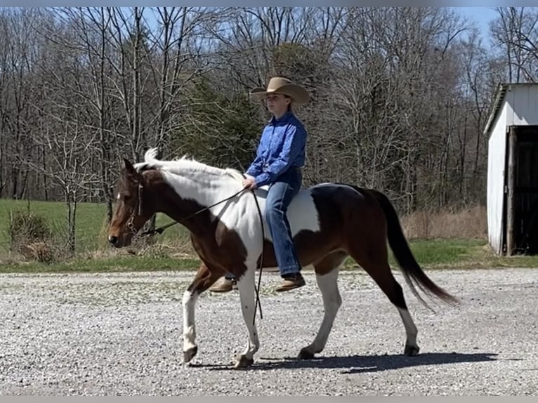 Inne kuce/małe konie Klacz 16 lat 135 cm in Princeton, KY