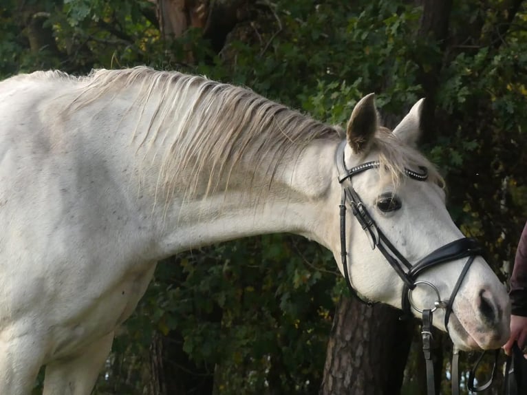 Inne kuce/małe konie Mix Klacz 16 lat 158 cm Siwa in Ehrenburg