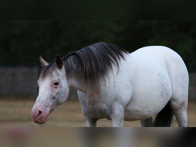 Inne kuce/małe konie Klacz 16 lat in Joshua, TX
