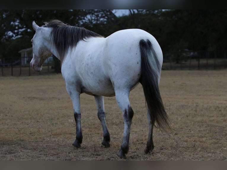 Inne kuce/małe konie Klacz 16 lat in Joshua, TX