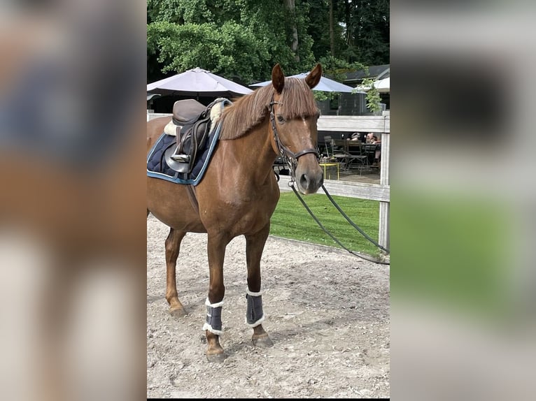 Inne kuce/małe konie Klacz 17 lat 148 cm Ciemnokasztanowata in Borod