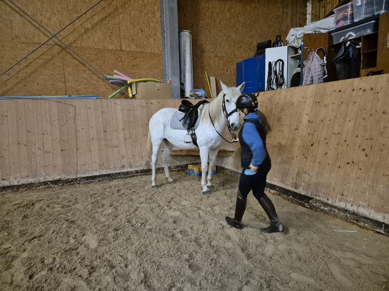 Inne kuce/małe konie Klacz 18 lat 150 cm Siwa in Wackersberg