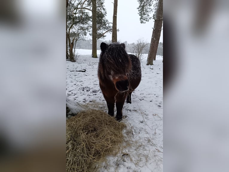 Inne kuce/małe konie Klacz 20 lat in Kakenstorf