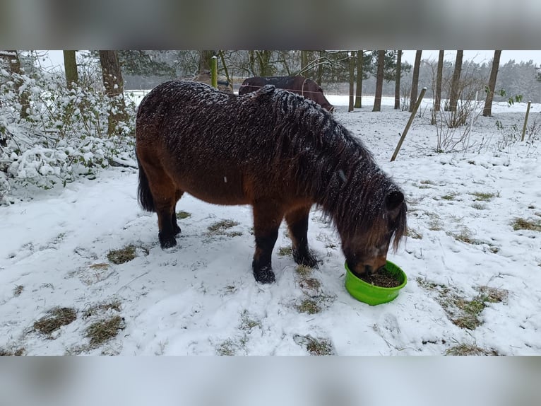 Inne kuce/małe konie Klacz 20 lat in Kakenstorf