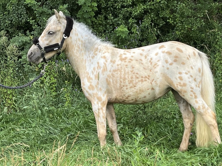 Inne kuce/małe konie Klacz 2 lat 110 cm Tarantowata in Ursensollen