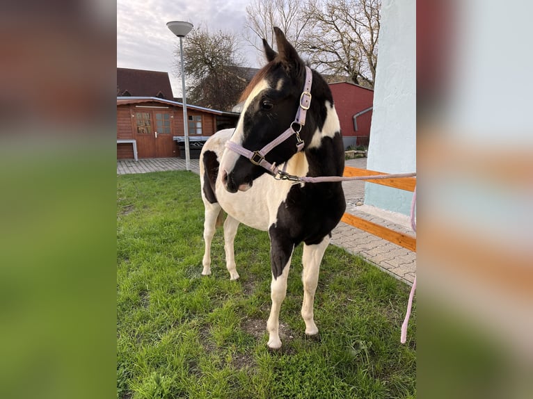 Inne kuce/małe konie Mix Klacz 2 lat 150 cm Srokata in Leutershausen